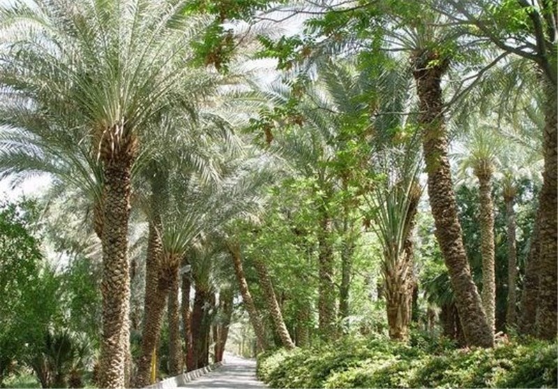 بررسی پرونده فدک (قسمت اول)