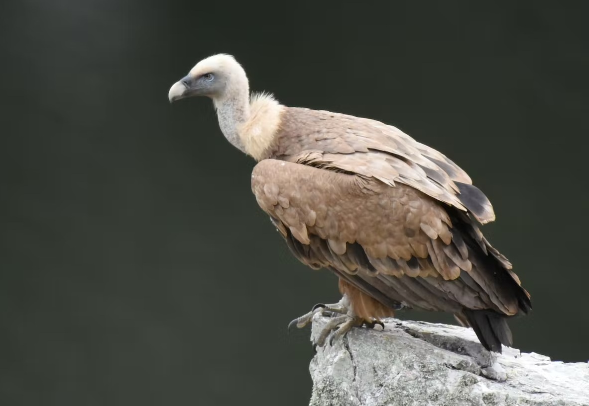 کرکسها بر جنازه سهی اعتمادی عزا گرفته اند! کرکسها بر جنازه سهی اعتمادی عزا گرفته اند!