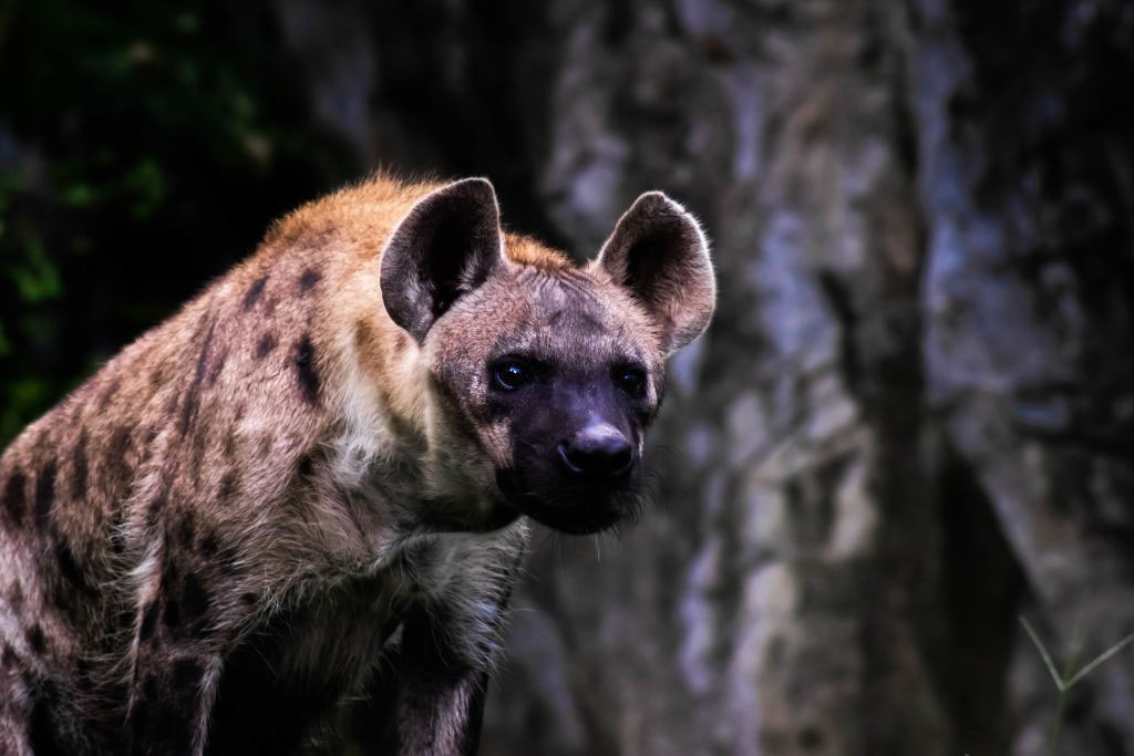 بیژن غیبی، تاریخنگار درباریِ نوین بیژن غیبی، تاریخنگار درباریِ نوین